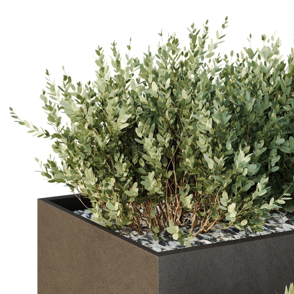 HQ Tree and bush garden box outdoor VOL 55