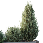HQ Tree and bush garden box outdoor VOL 56