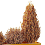 HQ Tree and bush garden box outdoor VOL 56