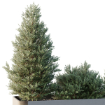 HQ Tree and bush garden box outdoor VOL 56