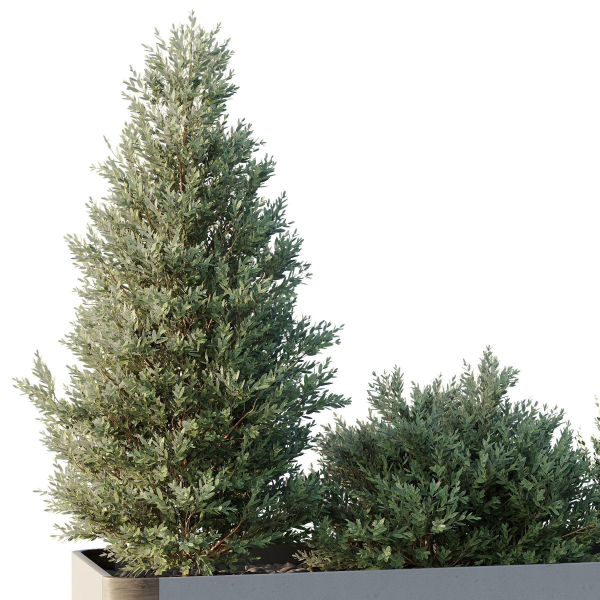 HQ Tree and bush garden box outdoor VOL 56