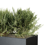 HQ Tree and bush garden box outdoor VOL 57