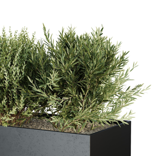 HQ Tree and bush garden box outdoor VOL 57