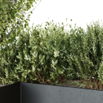 HQ Tree and bush garden box outdoor VOL 57