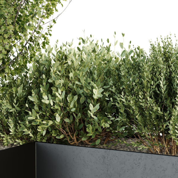 HQ Tree and bush garden box outdoor VOL 57