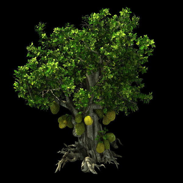 Hundred Forests-Plants-Jackfruit 23