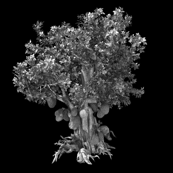 Hundred Forests-Plants-Jackfruit 23