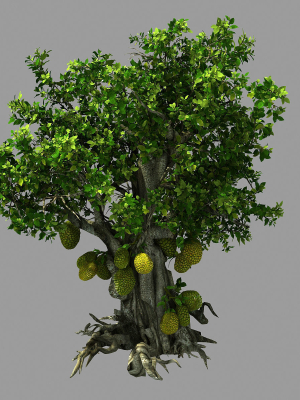 Hundred Forests-Plants-Jackfruit 23