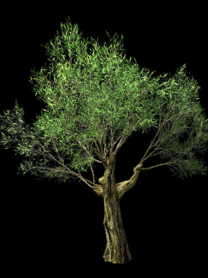 hundred-forests-plants-sui-di-tree-01-3d-model-max