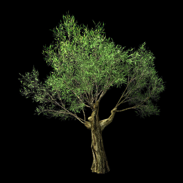Hundred Forests-Plants-Sui Di Tree 01