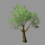 Hundred Forests-Plants-Sui Di Tree 01