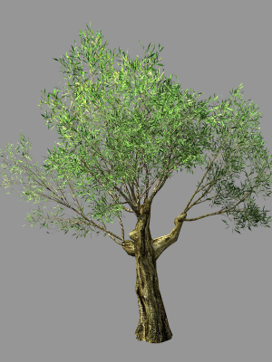 Hundred Forests-Plants-Sui Di Tree 01