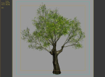 Hundred Forests-Plants-Sui Di Tree 01