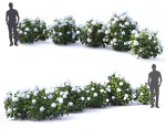 Hydrangea Arborescens Bush 02