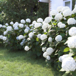 Hydrangea Arborescens Bush 02