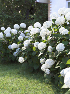 hydrangea-arborescens-bush-02-3d-model-0987559a9e