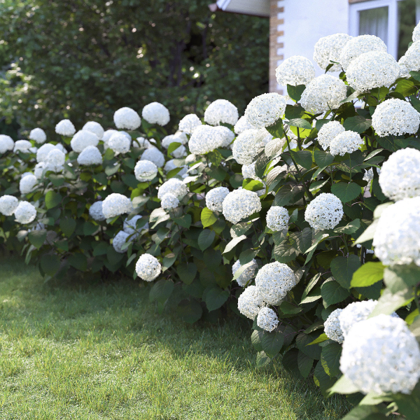 Hydrangea Arborescens Bush 02