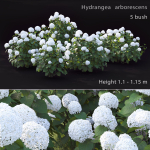 Hydrangea Arborescens Bush 02