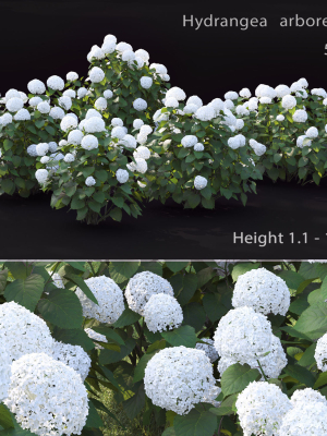 Hydrangea Arborescens Bush 02