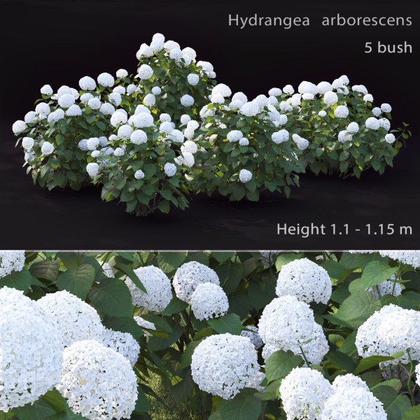 Hydrangea Arborescens Bush 02