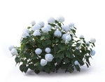 Hydrangea Arborescens Bush 02