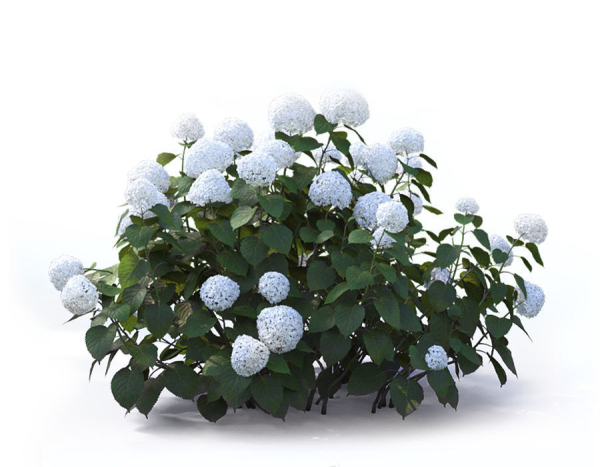 Hydrangea Arborescens Bush 02
