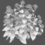Hydrangea Arborescens Bush 02