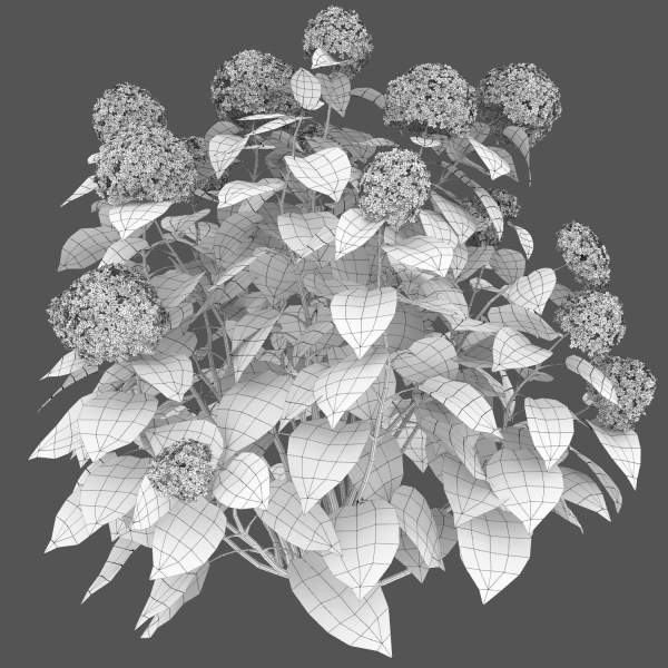 Hydrangea Arborescens Bush 02