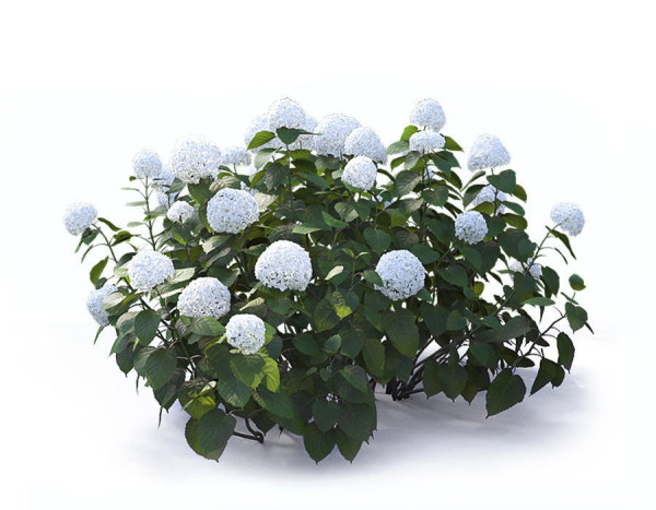 Hydrangea Arborescens Bush 02