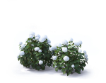 Hydrangea Arborescens Bush 02
