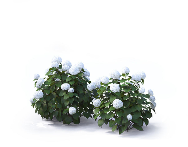 Hydrangea Arborescens Bush 02