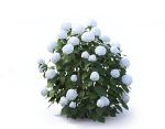 Hydrangea Arborescens Bush 02
