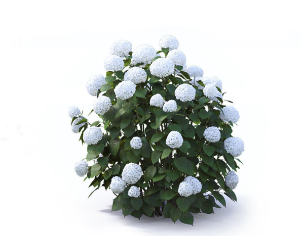 Hydrangea Arborescens Bush 02