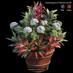 Hydrangea in planters