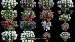 Hydrangea in planters