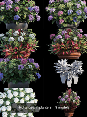 Hydrangea in planters