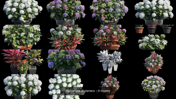 Hydrangea in planters