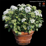 Hydrangea in planters