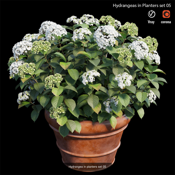 Hydrangea in planters