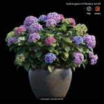 Hydrangea in planters