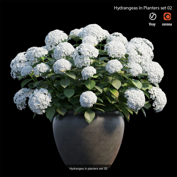 Hydrangea in planters