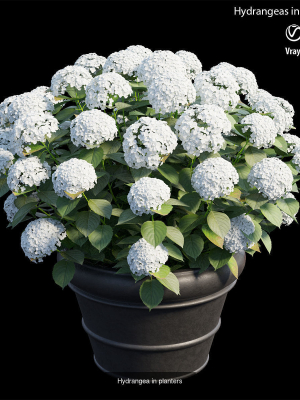 hydrangea-in-planters-3d-model-5d4b6c796e