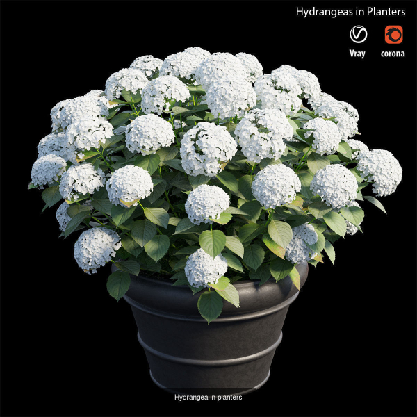 Hydrangea in planters
