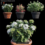 Hydrangea in planters