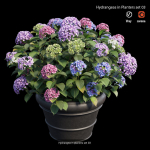 Hydrangea in planters