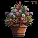 Hydrangea in planters