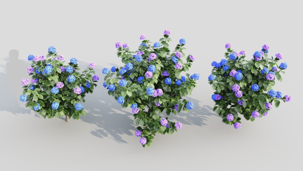 Hydrangea macrophylla a