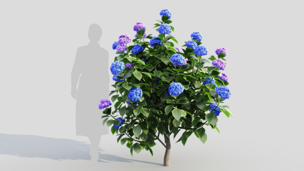 Hydrangea macrophylla a