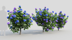 Hydrangea macrophylla a
