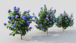 Hydrangea macrophylla a